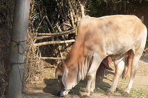 Mất bò, chủ đi kiếm thì chỉ còn... bộ lòng