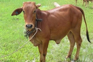 Cho rằng bị xúc phạm danh dự, bắt bò để đền bù