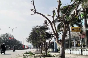 Điện lực Tân Bình rút kinh nghiệm việc mé nhánh cây 