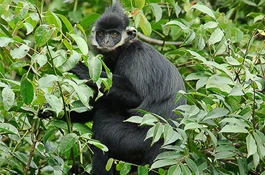 Quảng Trị: Voọc gáy trắng tấn công, cắn 12 người đi đường