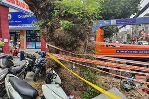 Người dân muốn biết lý do cây me tây bị đốn hạ