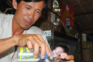 Chuyện ở Vồ Dơi: Thả thú về rừng, niềm vui lớn hơn tiền bạc