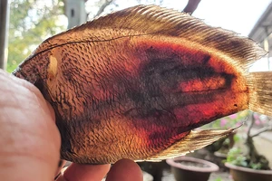 Sét đánh làm cá chết hàng loạt