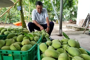 Bánh chưng, trái cây đặc sản… ra chợ tết