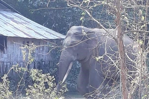 Ảnh minh họa: TTXVN