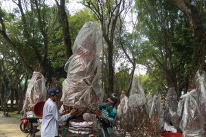 Hà Nội: Chưa 30 tết, hoa đào đã đại hạ giá