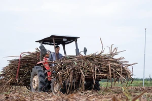 Trả lại ​công bằng cho ngành mía đường Việt