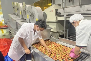 Chiêu mới phá bỏ lời nguyền “được mùa, mất giá”