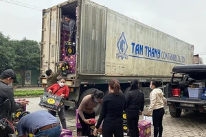 Thanh long 'quay đầu': Nông dân, thương lái, nhà xe… mất tết!