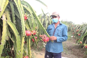 Nhà vườn trồng thanh long ở Tiền Giang lo vì không có thương lái