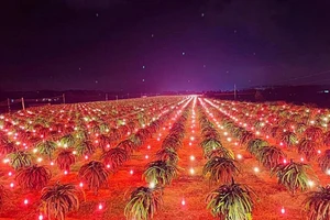 Quảng bá thanh long, đừng để nước đến chân mới nhảy! 