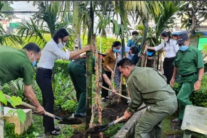 Trồng trầu, cau để giữ “18 thôn vườn trầu” 