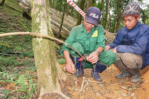 Săn chuột “quý tộc” chuyên ăn sâm quý Ngọc Linh 