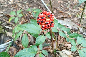 Sâm Ngọc Linh: Sau “đoạn trường” đến thời cơ và thách thức