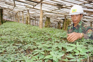 Đưa sâm Việt Nam thành sản phẩm chủ lực trong y dược 