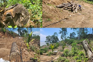 Hàng chục hecta thông thuộc rừng phòng hộ bị triệt hạ 