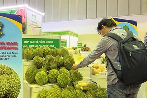 Để sầu riêng Việt đủ sức cạnh tranh khi xuất ngoại 