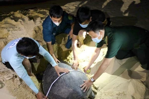 Người đàn ông “đỡ đẻ” cho rùa biển