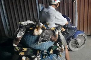 TP.HCM nỗ lực ngăn chặn cúm gia cầm