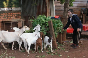 Cán bộ nuôi heo đất góp tiền tỉ giúp hộ nghèo