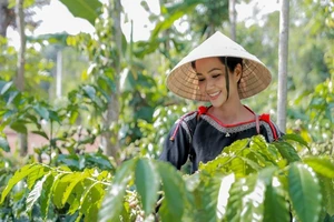 Hoa hậu H'Hen Niê về quê hái cà phê