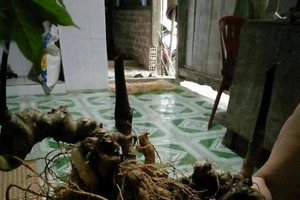 Củ sâm Ngọc Linh được ra giá gần 500 triệu đồng