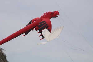 Ảnh: Độc đáo 'động vật biển' bay lên trời