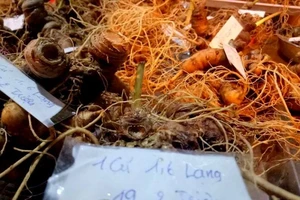 Sâm Ngọc Linh lên tem bưu chính