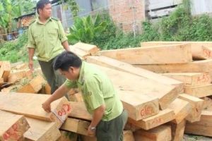 20 người bị khởi tố trong vụ phá rừng pơ mu