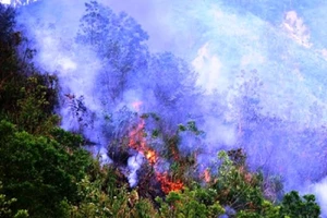 Cháy 20 ha rừng nguyên sinh ở Quảng Nam