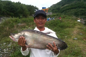 Cần thủ Quảng Nam câu được cá thác lác “khủng“
