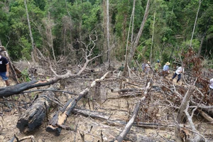 Thêm 2 cán bộ BQL rừng phòng hộ Sông Tranh bị bắt