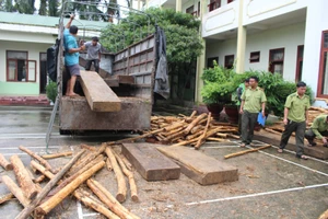Thấy kiểm lâm, tài xế chở gỗ lậu tăng ga chạy vào rừng