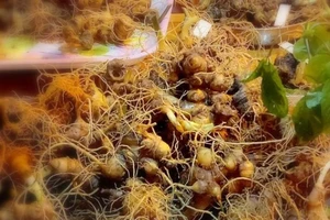 Quảng Nam: Trả lại tiền nếu mua phải sâm Ngọc Linh giả