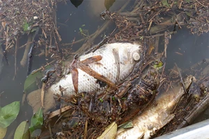 Cá chết bất thường trên sông Phủ ở Quảng Ngãi