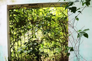 Hoang tàn khu tái định cư 11 tỉ đồng