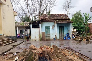 Cây đổ trong trường, 1 người tử vong