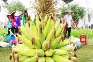 Độc đáo ngày hội bắp nếp Hội An