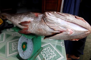 Câu được cá lớn 10 kg nghi cá sủ vàng quý hiếm