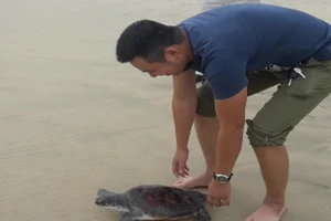 Chủ nhà hàng mua được rùa quý đem thả về đại dương