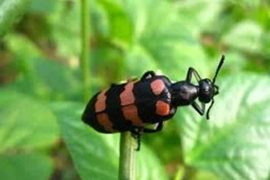 Săn lùng bọ 3 sọc bán cho thương lái với giá cao bất thường
