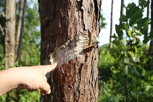 Thông ở Tây Nguyên bị kẻ xấu diệt bằng hóa chất