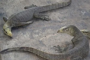 Một chủ quán ăn bị phạt 660 triệu đồng