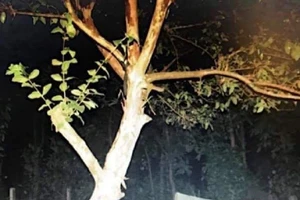 Đắk Lắk: Một người phụ nữ treo cổ trên cây ổi tử vong