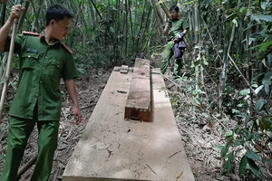 Bí thư Tỉnh ủy Đắk Lắk: Sẽ xử lý nghiêm vụ phá rừng Nam Kar!