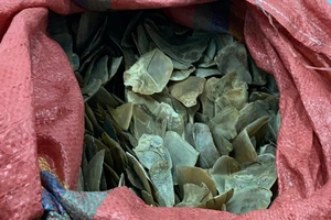 Mua vảy tê tê ở Bình Dương đem lên Cao Bằng bán