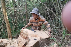 Sở Nông nghiệp nêu trách nhiệm vụ phá rừng đặc dụng Nam Kar