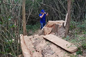 Sở Nông nghiệp Đắk Lắk nói về vụ phá rừng đặc dụng Nam Kar