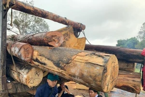 10 người Khánh Hòa sang Đắk Lắk phá rừng bị khởi tố