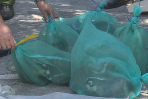 Chở rắn nhưng chủ xe khách tưởng là gà